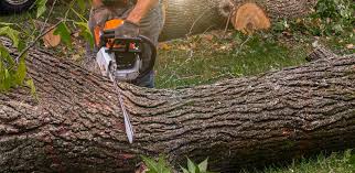 Best Tree Trimming and Pruning  in USA